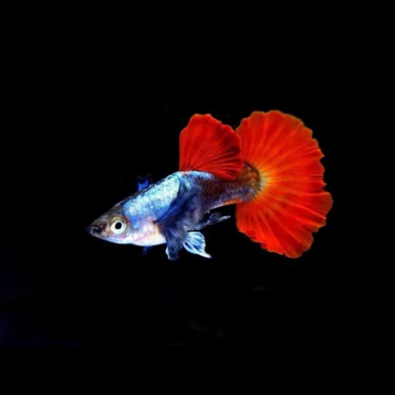 Guppy Platinum Dumbo Ear Red Tail