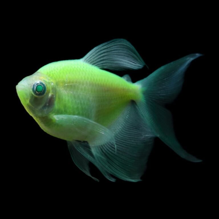 Tetra Neon GloFish