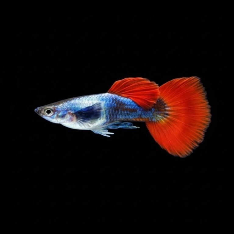 Guppy Platinum Dumbo Ear Red Tail