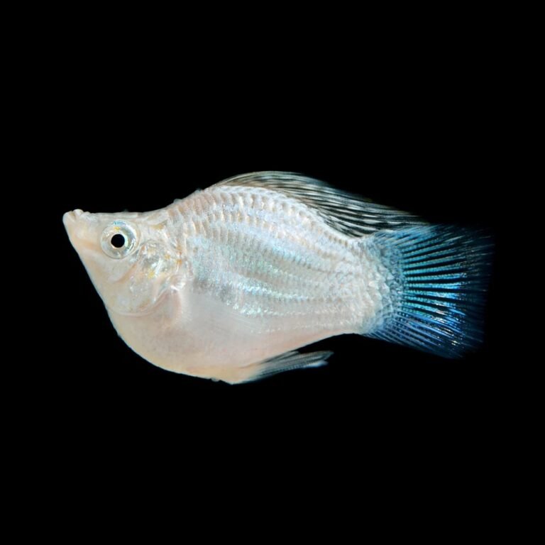 Platinum King Balloon Molly Fish