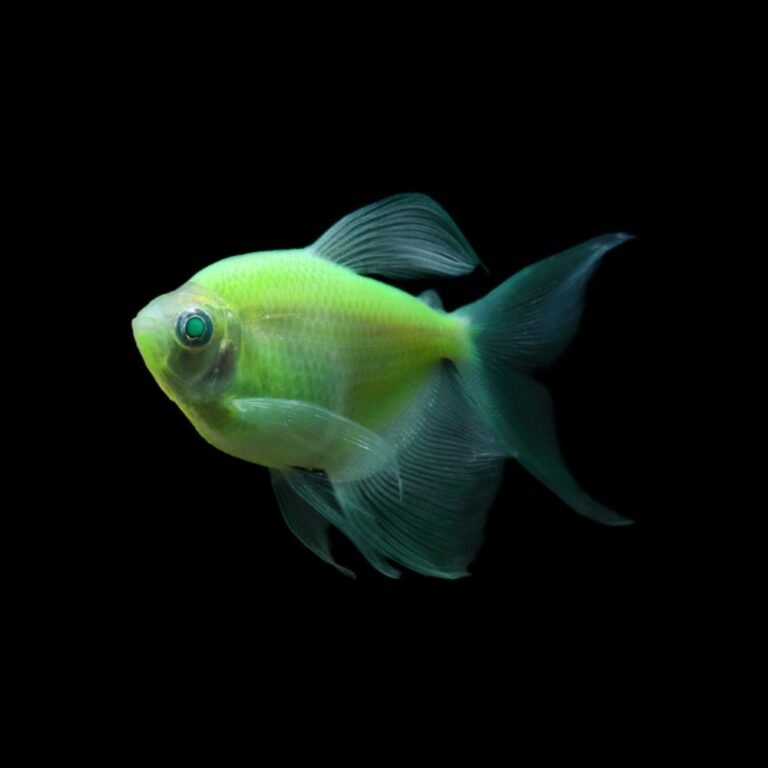 Tetra Neon GloFish