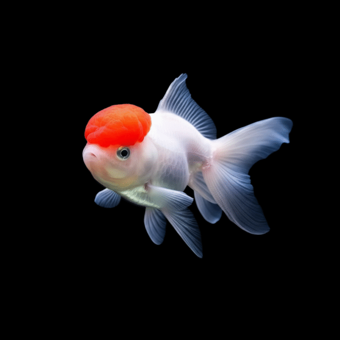 Red Cap Oranda Goldfish