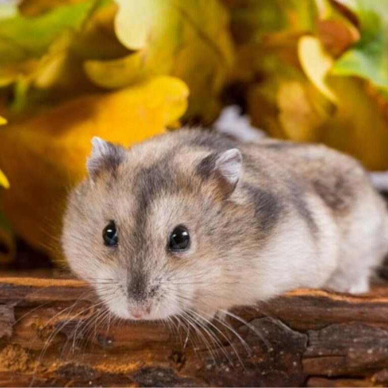 Winter white Dwarf Hamster Agouti