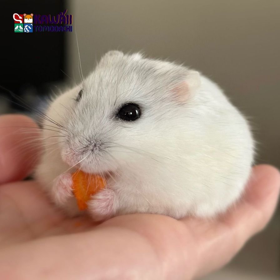 Winter White Dwarf Hamster Pearl
