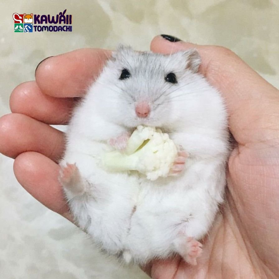 Winter White Dwarf Hamster Pearl
