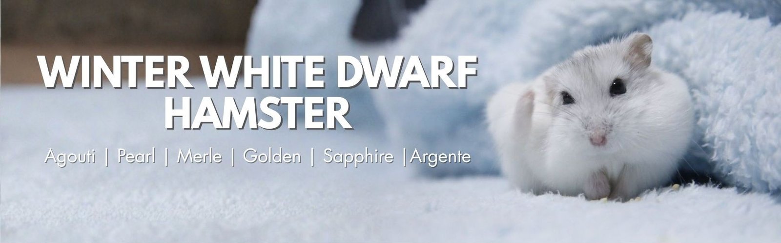 Winter White Dwarf Hamster