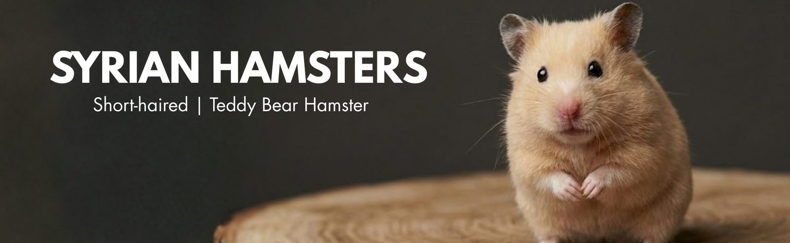 Syrian Hamster