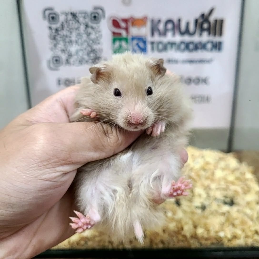 Syrian Hamster
