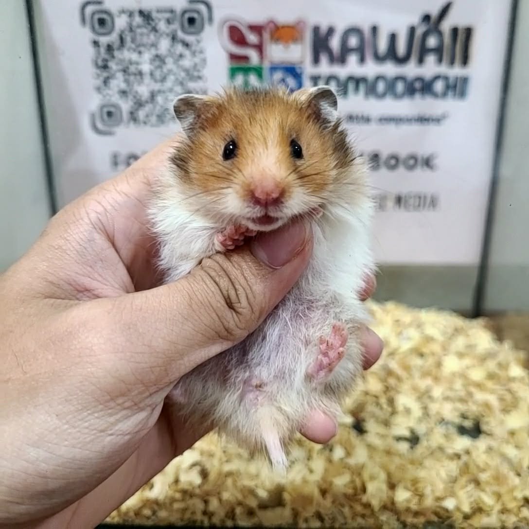 Syrian Hamster
