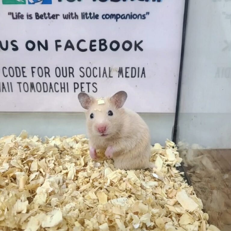 03098db1-15ce-483c-a8c8-4150fb705ef7