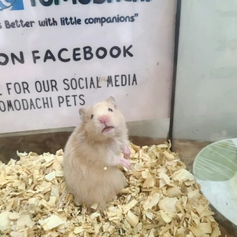 1baead97-9fca-4c81-9e0b-fbfc9b713464