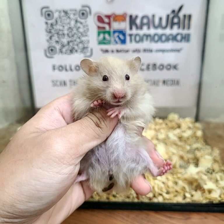 51fc80b2-e4ec-4f40-abe2-58970bc26ba7