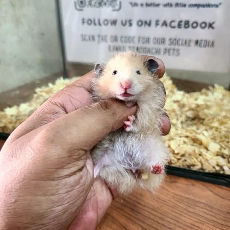 6f0097f6-71b0-4f7b-8b94-91e4b9a2a406 (1)