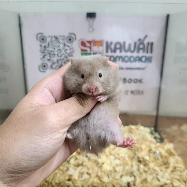 74895c06-065a-4c91-a605-af6bc9cd6021