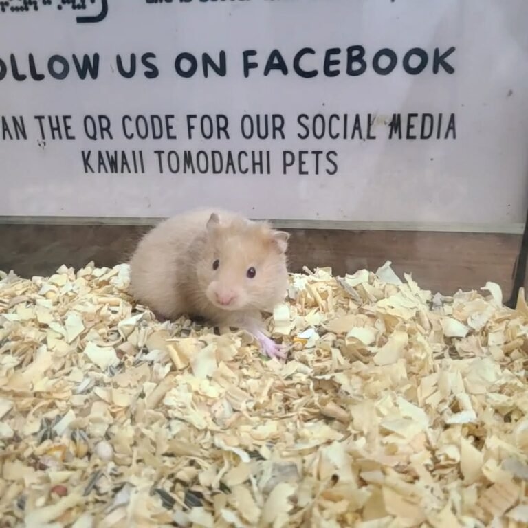 9c040c0b-9143-421a-98db-cd333ae4f89b