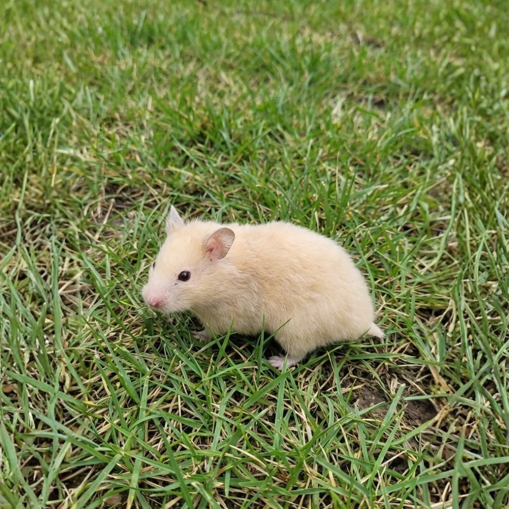 Syrian Hamster
