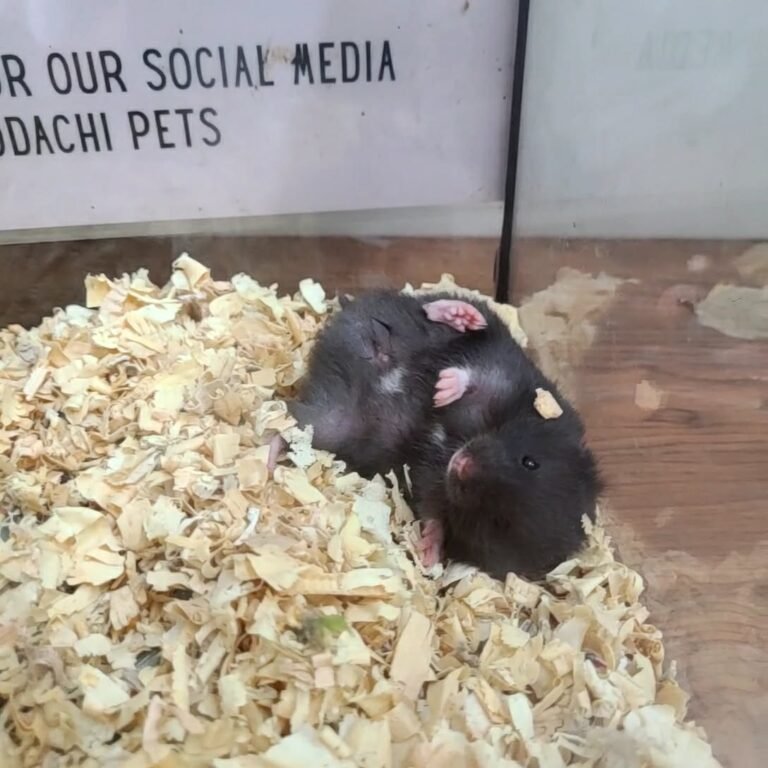 f31c0d83-dcf9-49b3-a618-ce43c4154d76