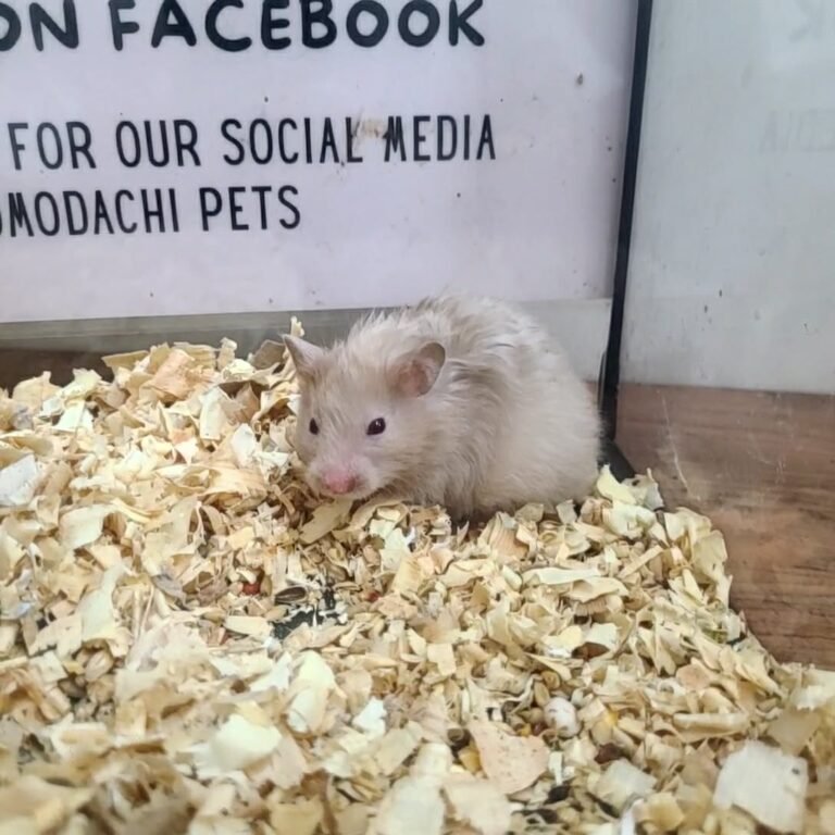 fd37d92d-bffd-407e-9ca2-b0b04489383e