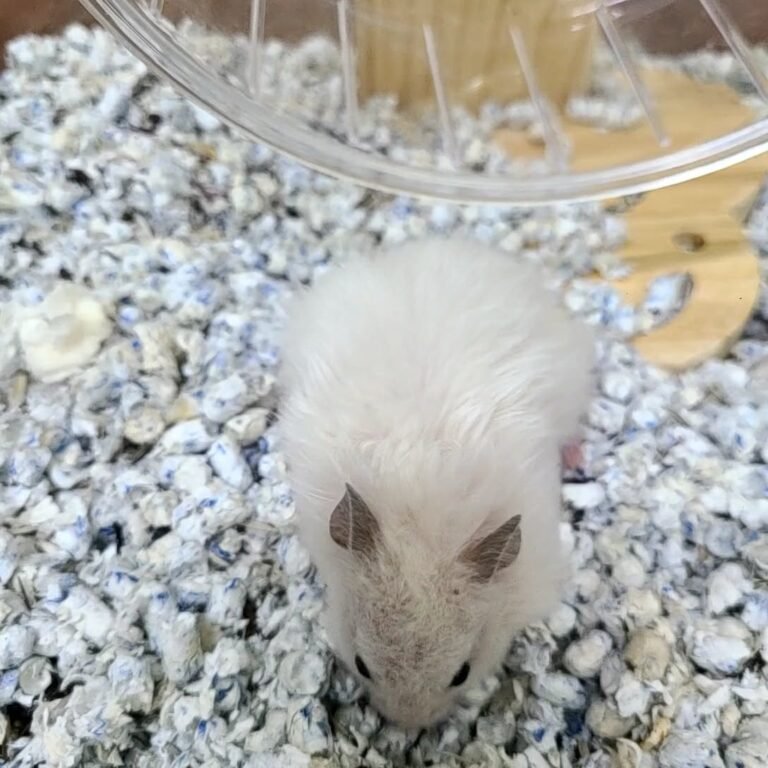 664942314_1297595472242874_5823271768113055743_n