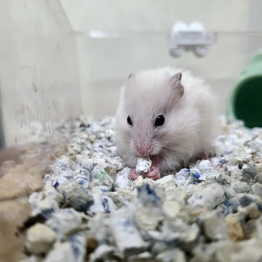 Syrian Hamster