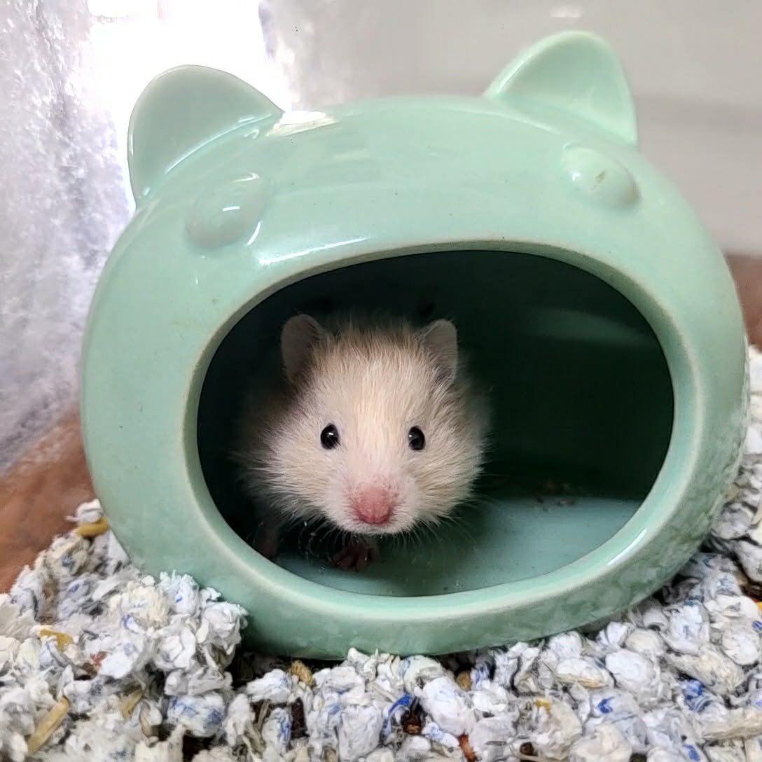 Syrian Hamster