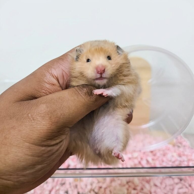 Enhance_image_to_202604130338