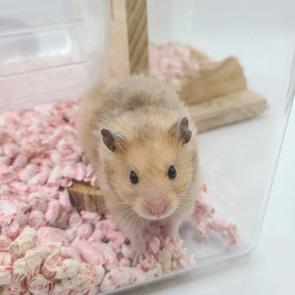 Syrian Hamster