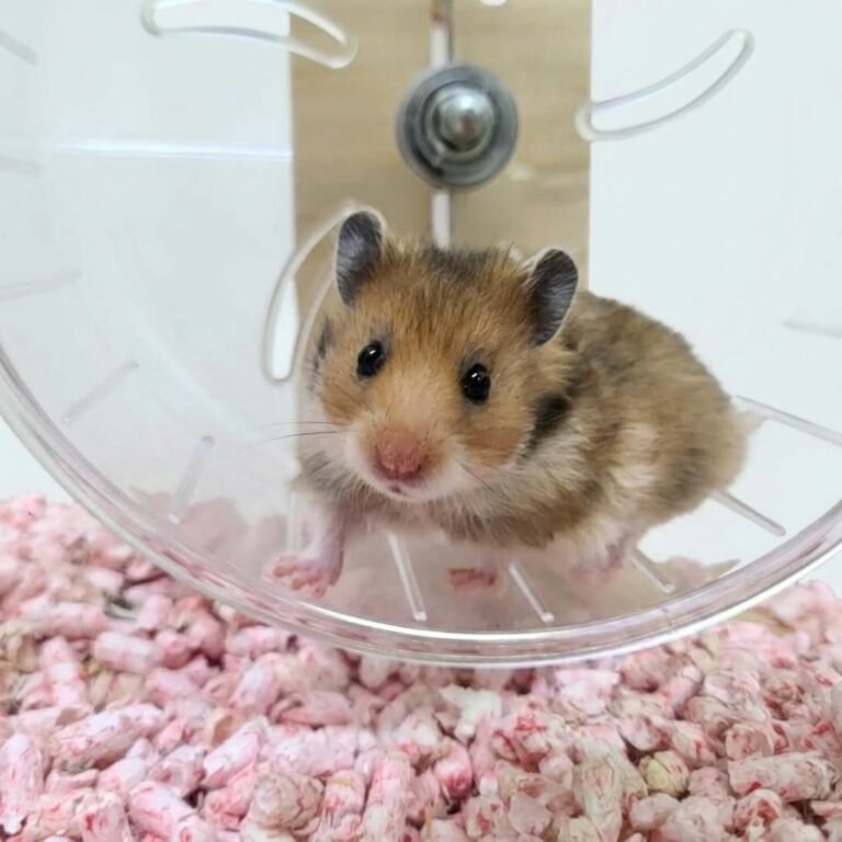 Enhance_image_to_202604130347