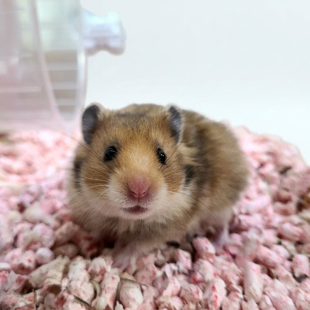 Syrian Hamster