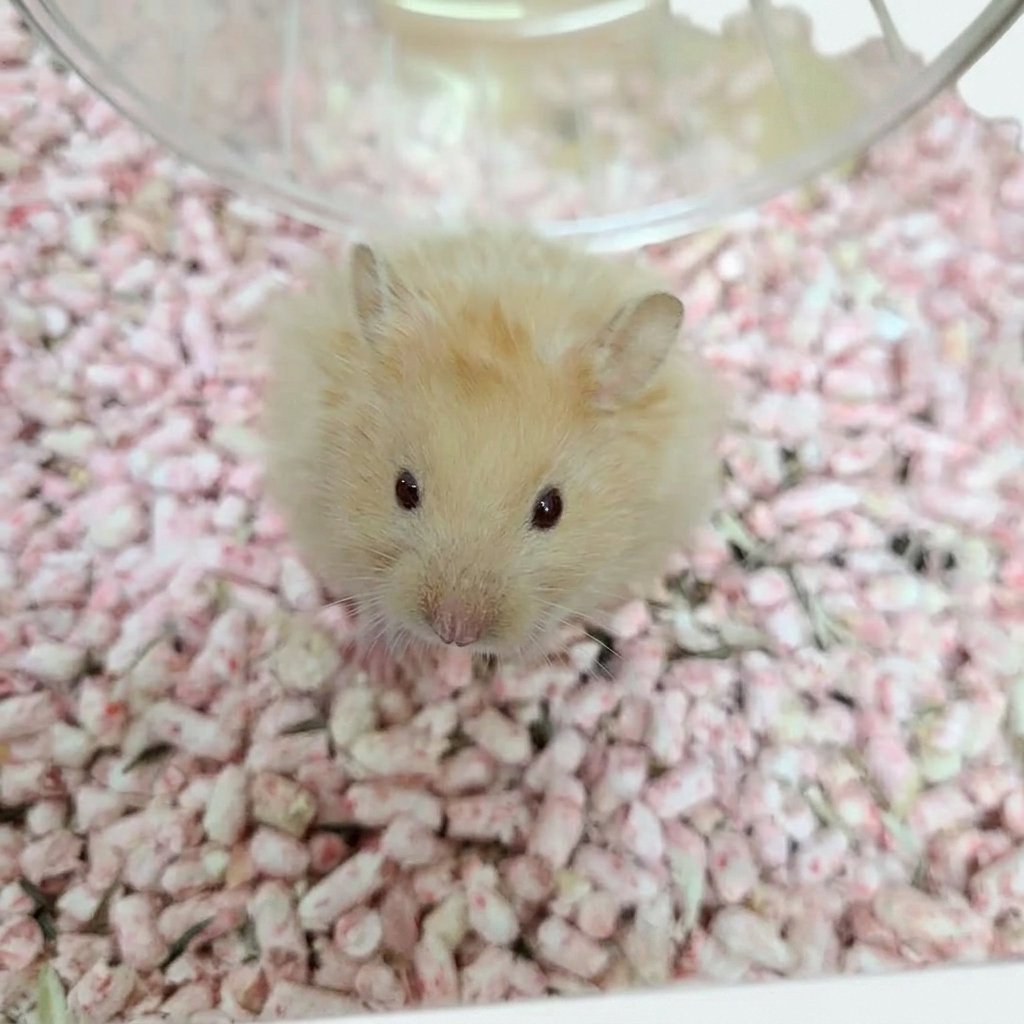 Syrian Hamster