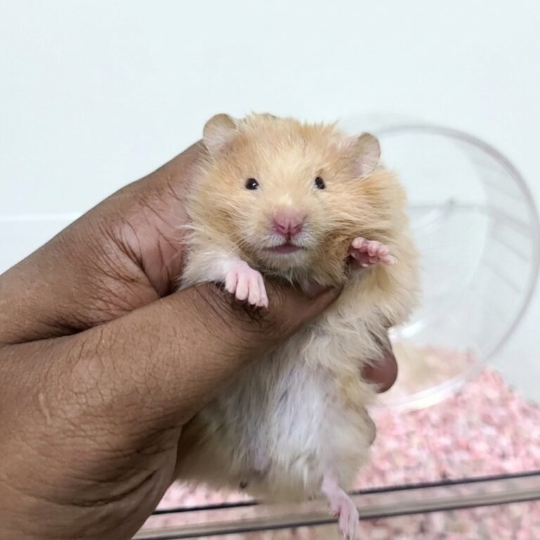 Enhance_image_to_202604130357