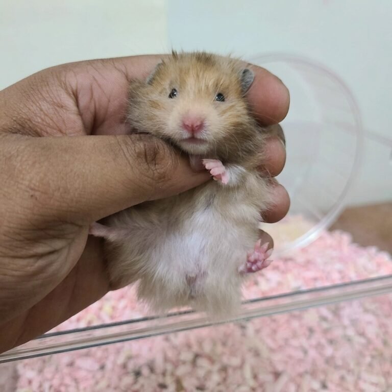 Enhance_image_to_202604130403