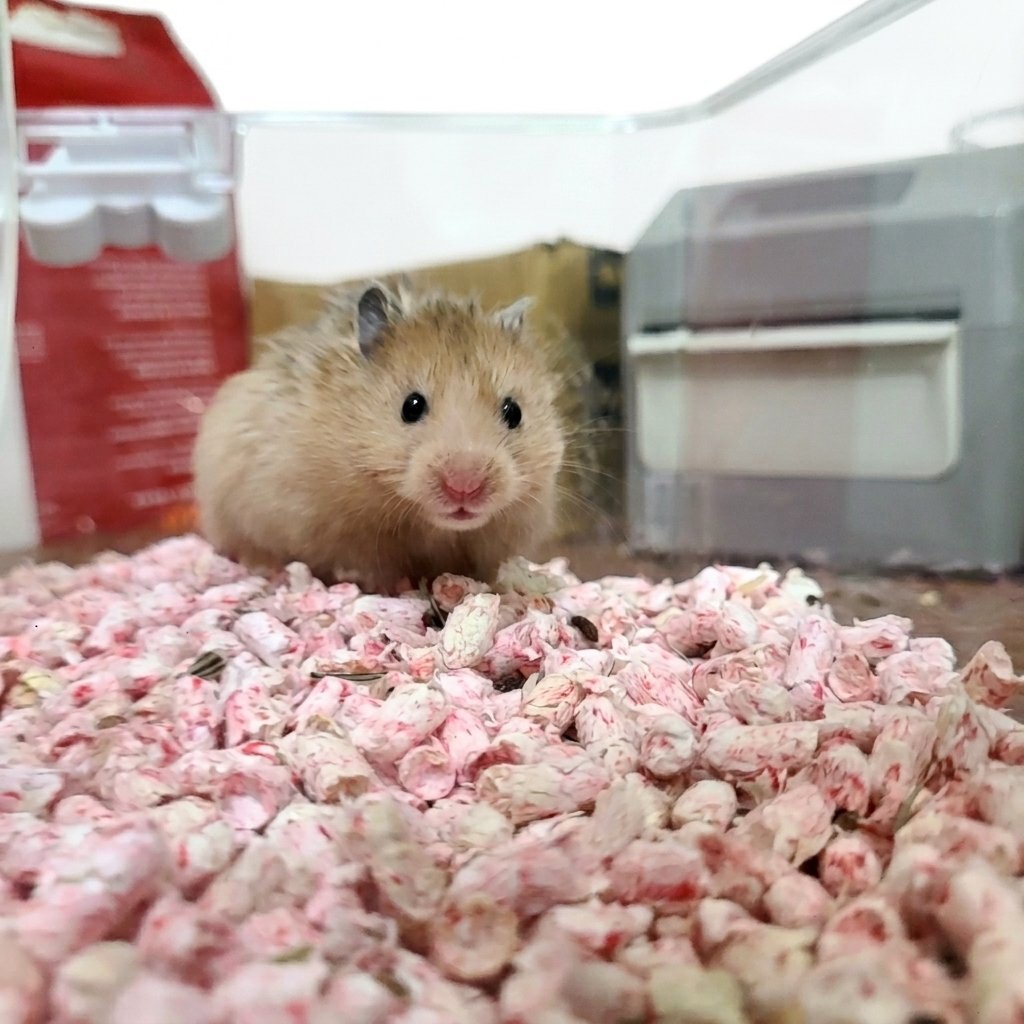 Syrian Hamster