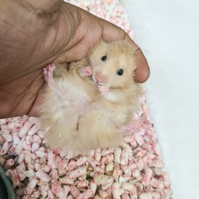 Enhance_image_to_202604130418 (1)