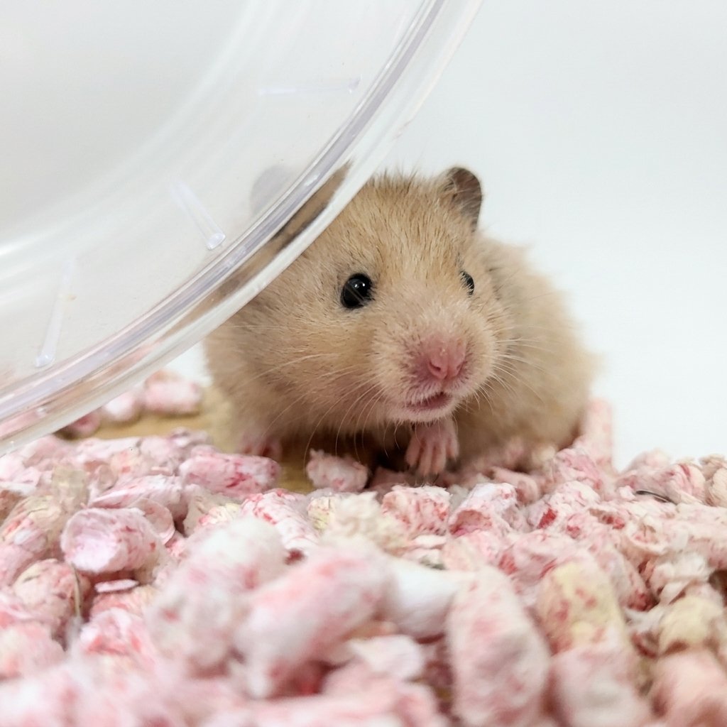 Syrian Hamster