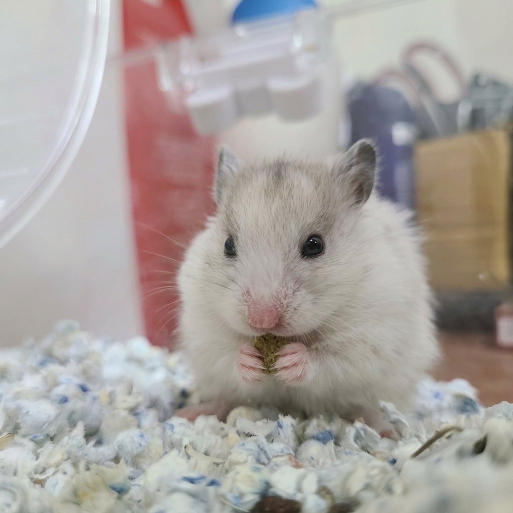 Syrian Hamster