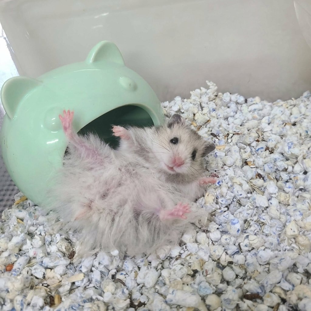Syrian Hamster