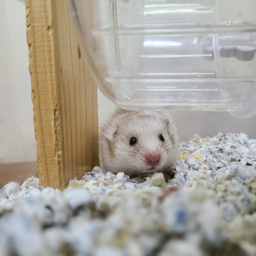 Syrian Hamster